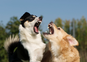 Arbeit mit aggressiven Hunden